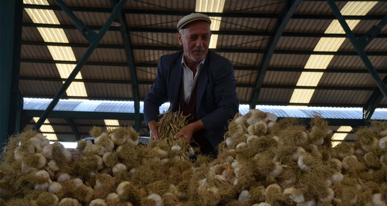 Taşköprü Sarımsağı pazara indi: 20 ile 45 TL arasında alıcı buluyor