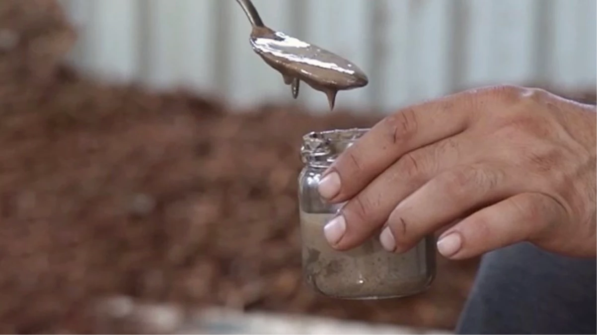 Türkiye’de sadece Muğla’da üretiliyor! Her derde deva sığla yağının litresi 5 bin lira