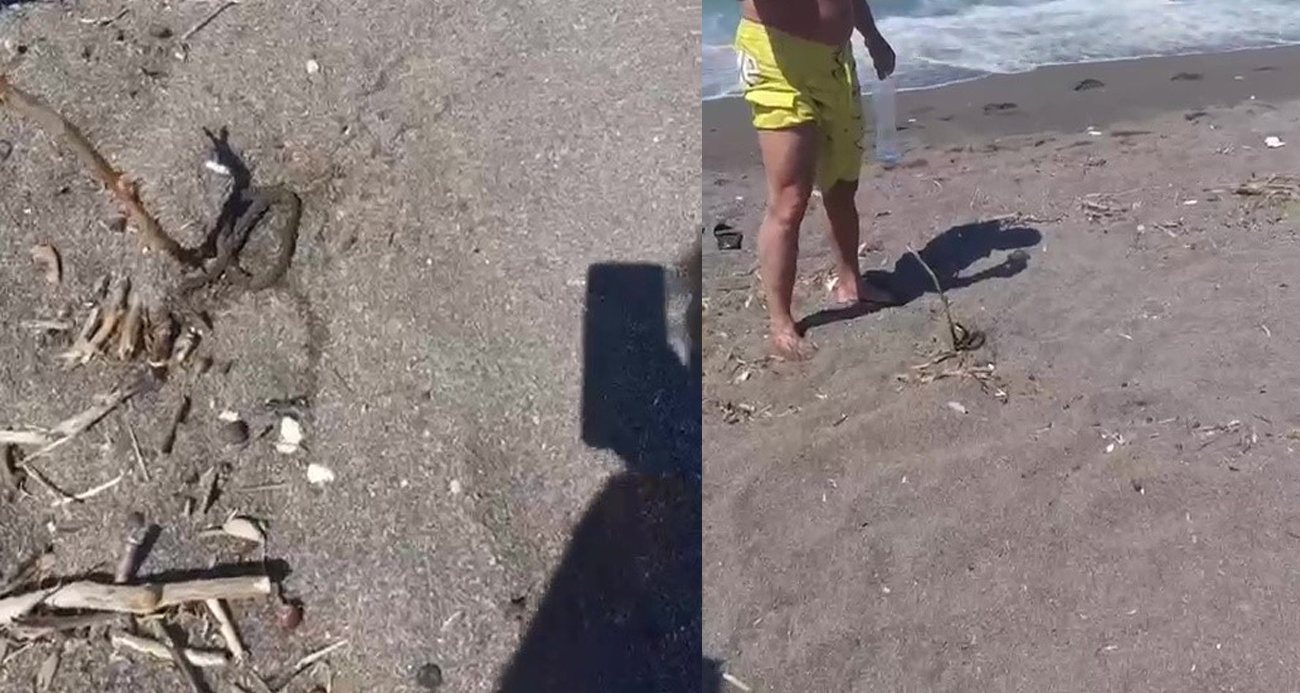 Denizde yüzerken yılan bacağına dolandı