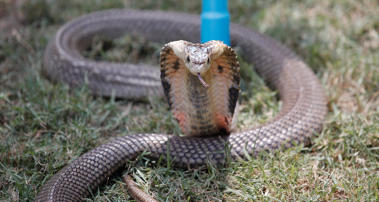 Hintli kadın, erkek arkadaşını zehirli kobra ile öldürdü