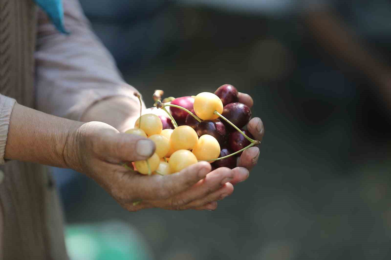 (Özel) Coğrafi işaretli ’Napolyon’ kirazında son hasat yüzleri güldürdü