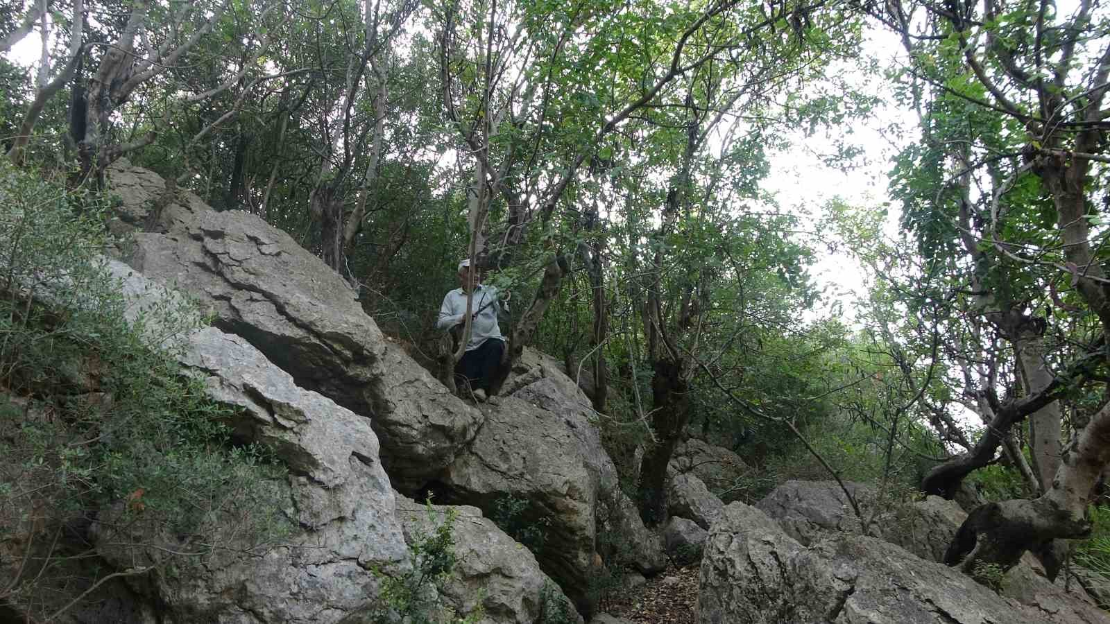 Şifa deposu harnupta hasat zamanı