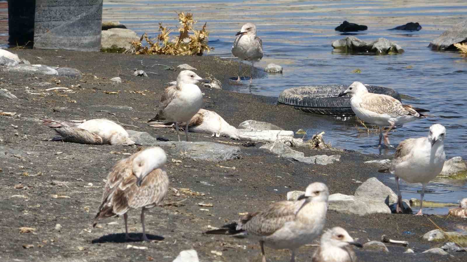 Van Gölü’nde acı fotoğraf: Binlerce martı öldü, binlercesi de ölümü bekliyor