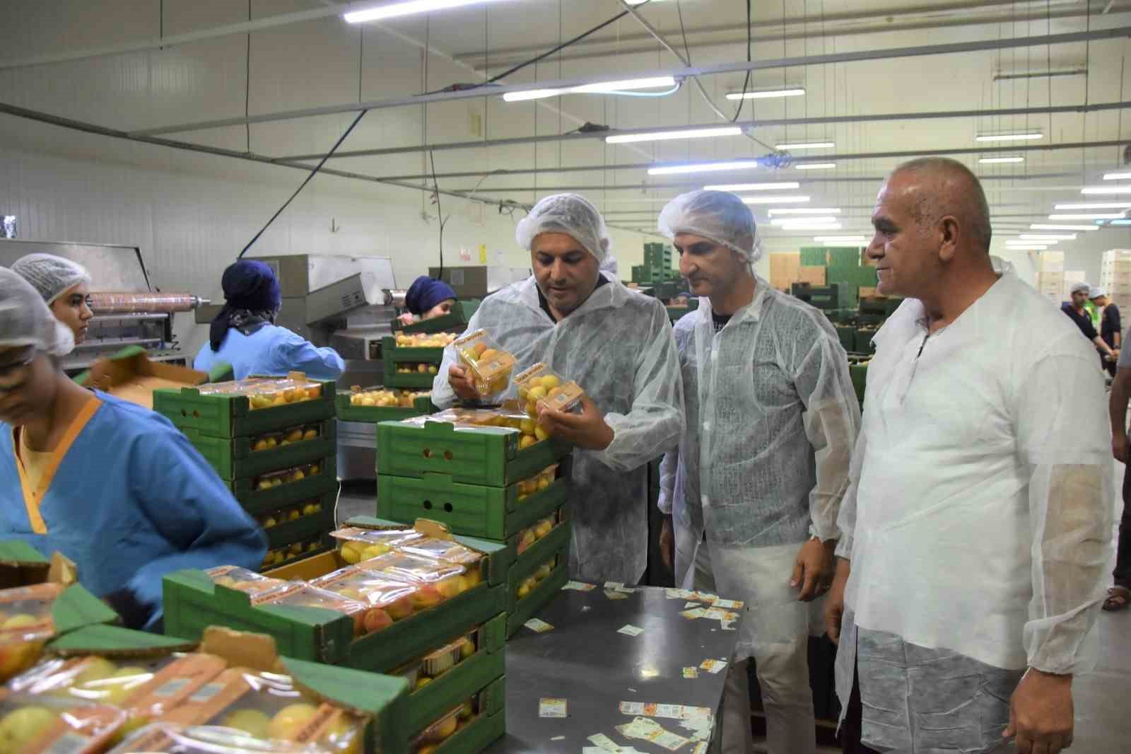 Başkan Sadıkoğlu: “5 bin ton yaş kayısı ihracatı gerçekleştirdik”