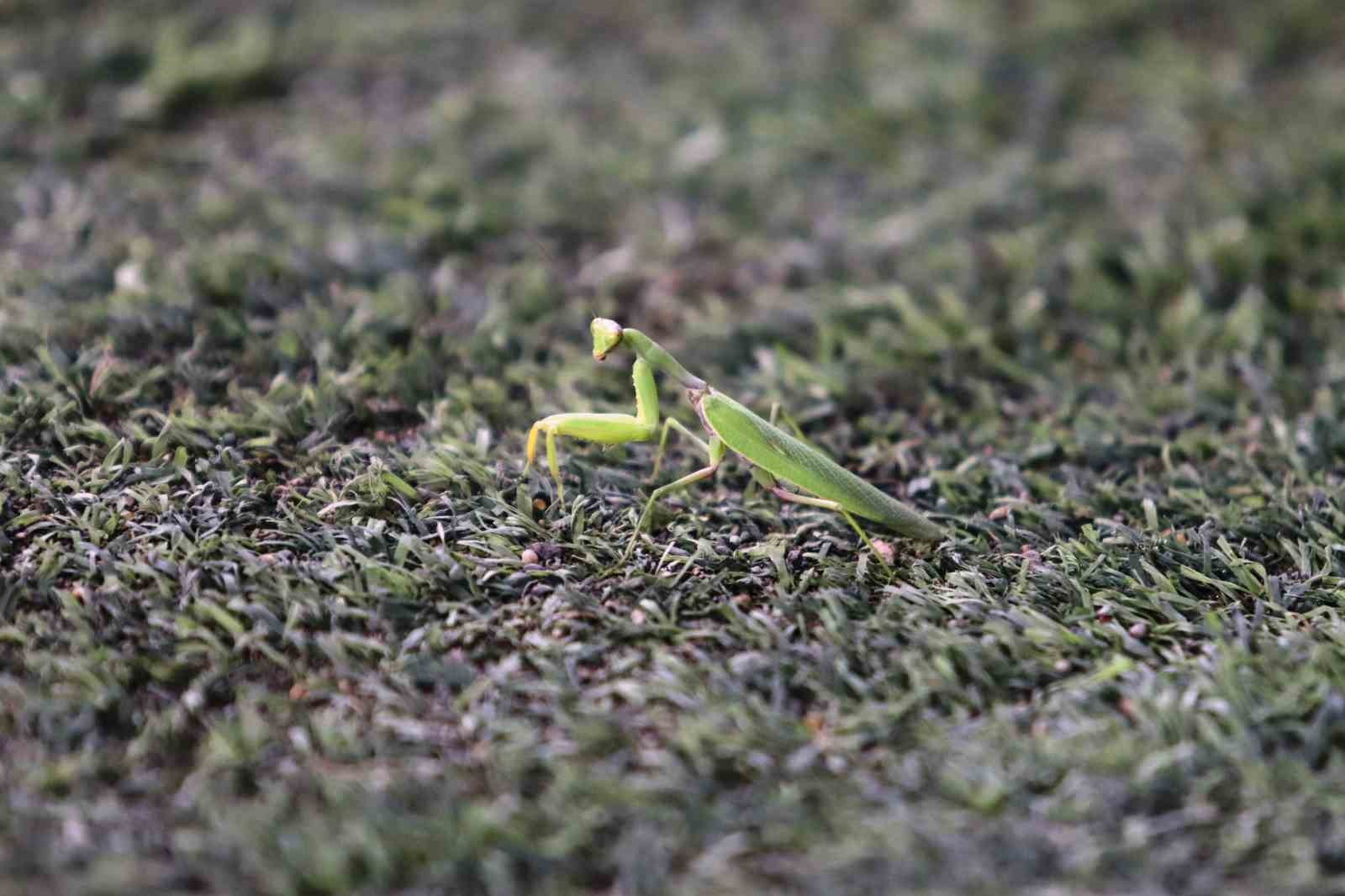 Samsunspor – Fenerbahçe maçında statta farenin yanı sıra ’peygamber devesi’ de görüldü