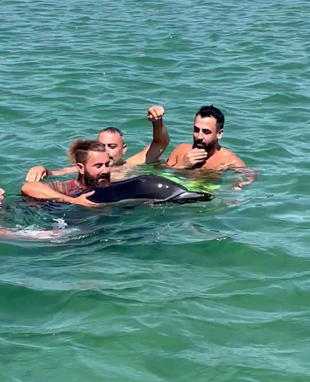 Menekşe Sahili’nde kıyıya vuran yunus cankurtaran ekipleri tarafından kurtarıldı