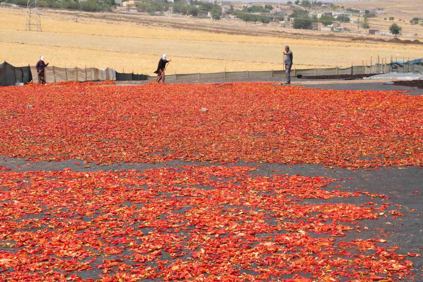 Şanlıurfa’da isotun acı serüveni başladı