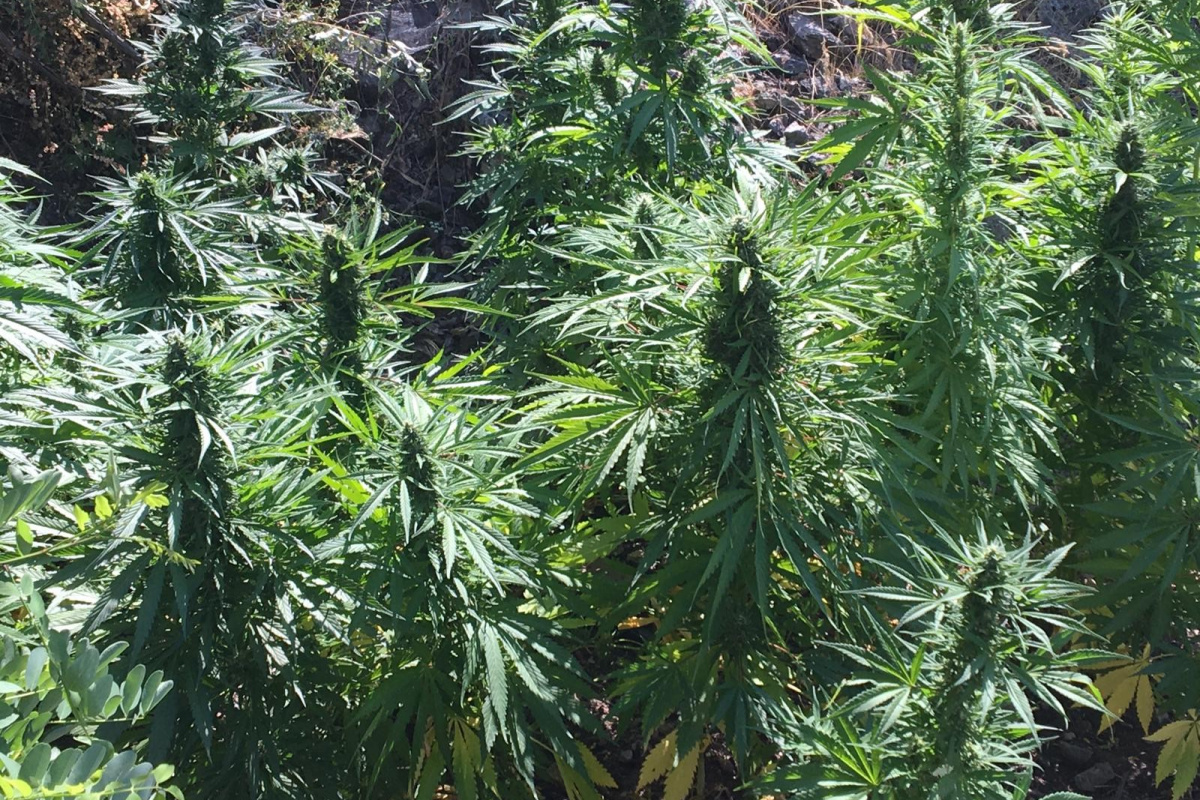 Van’da 1 milyon kök hint keneviri ele geçirildi