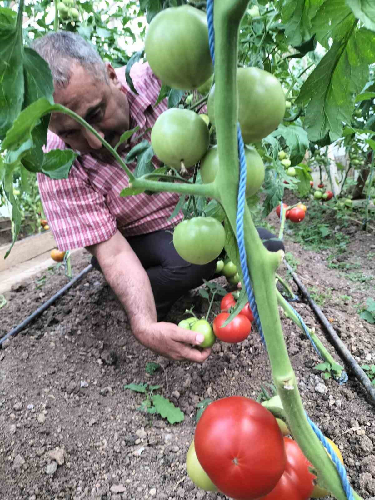 Giresun’da ’Önce Üretim Projesi’ ilk meyvelerini verdi