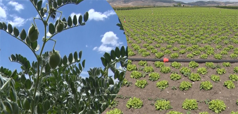 TAKE Projesiyle 3 yılda 4,5 milyon dekar atıl arazi üretime kazandırıldı