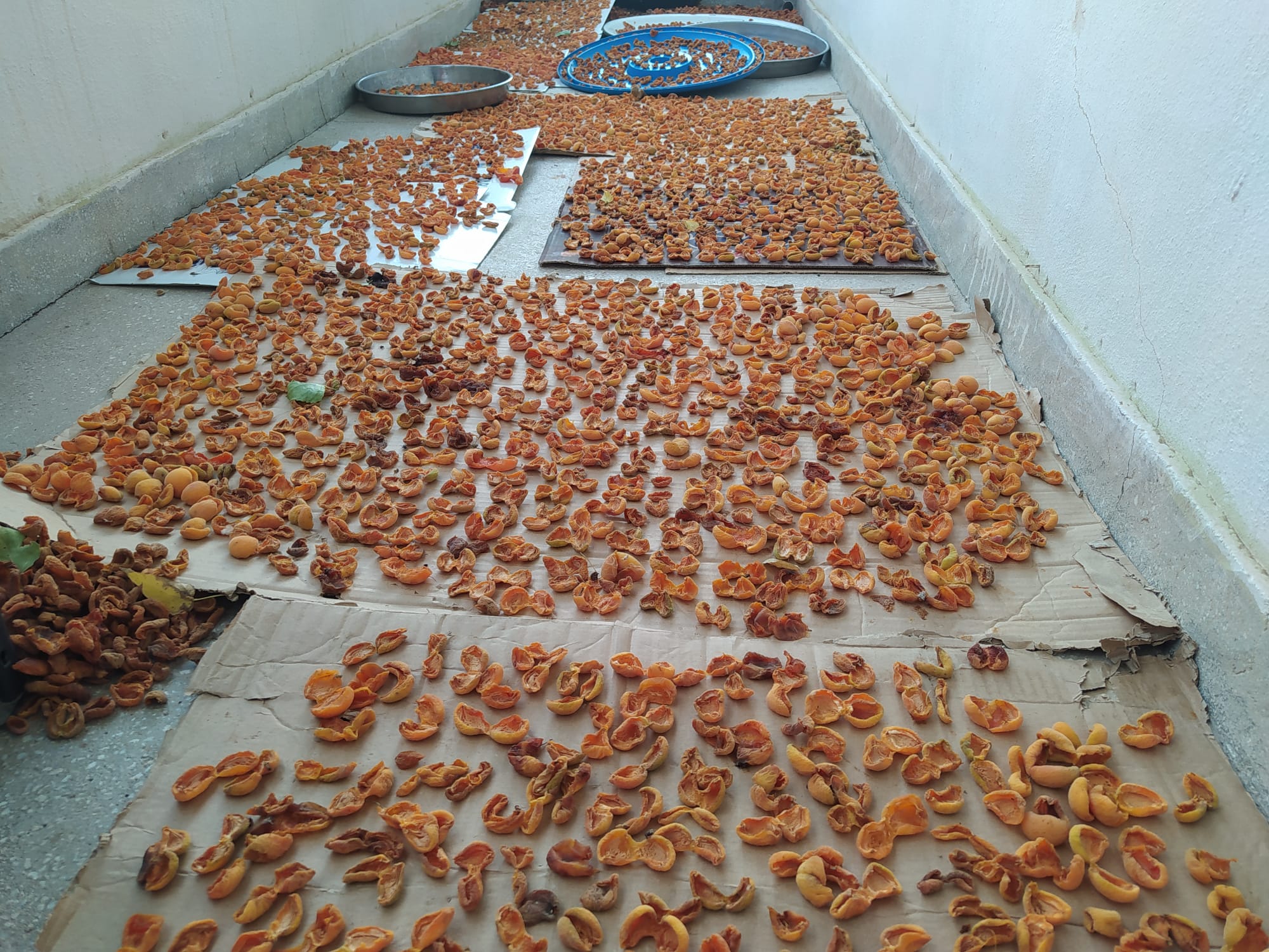 Van’da kuru kayısı mesaisi