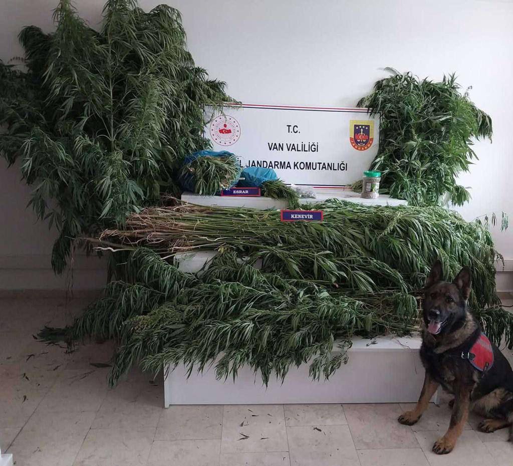 Van’da 605 adet kök hint keneviri ve kubar esrar ele geçirildi