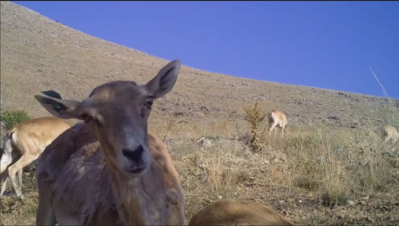 Anadolu Yaban Koyunu sayısı hızla artıyor