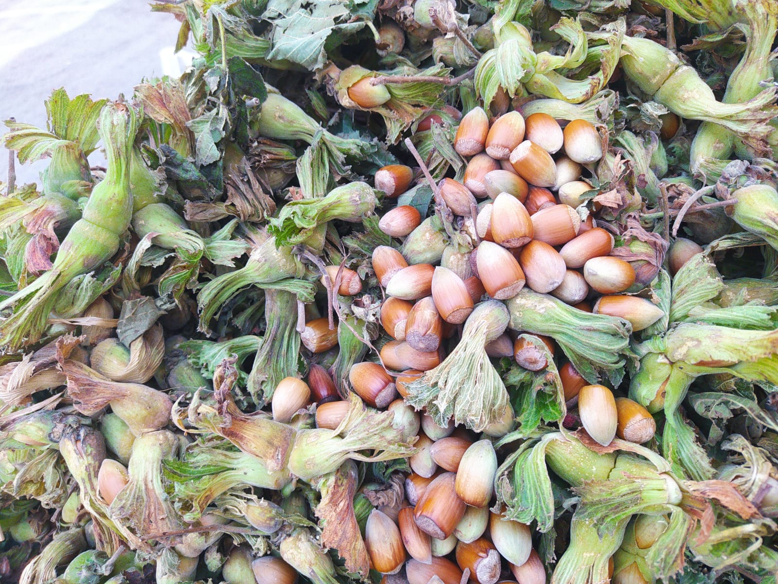 Giresun fındığı Van’da çok seviliyor