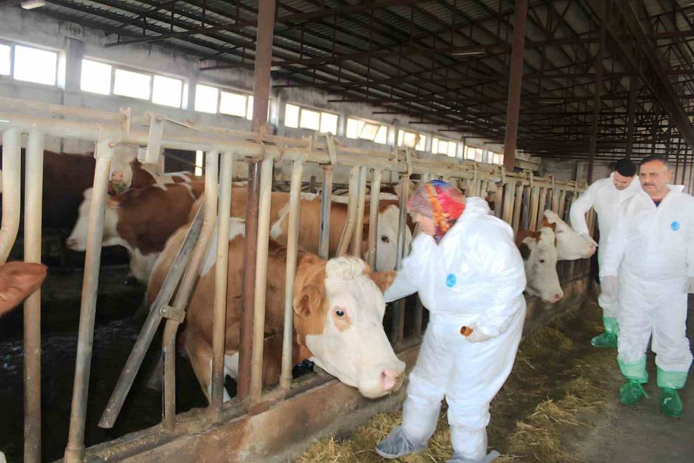 Şap aşılama kampanyası başlıyor