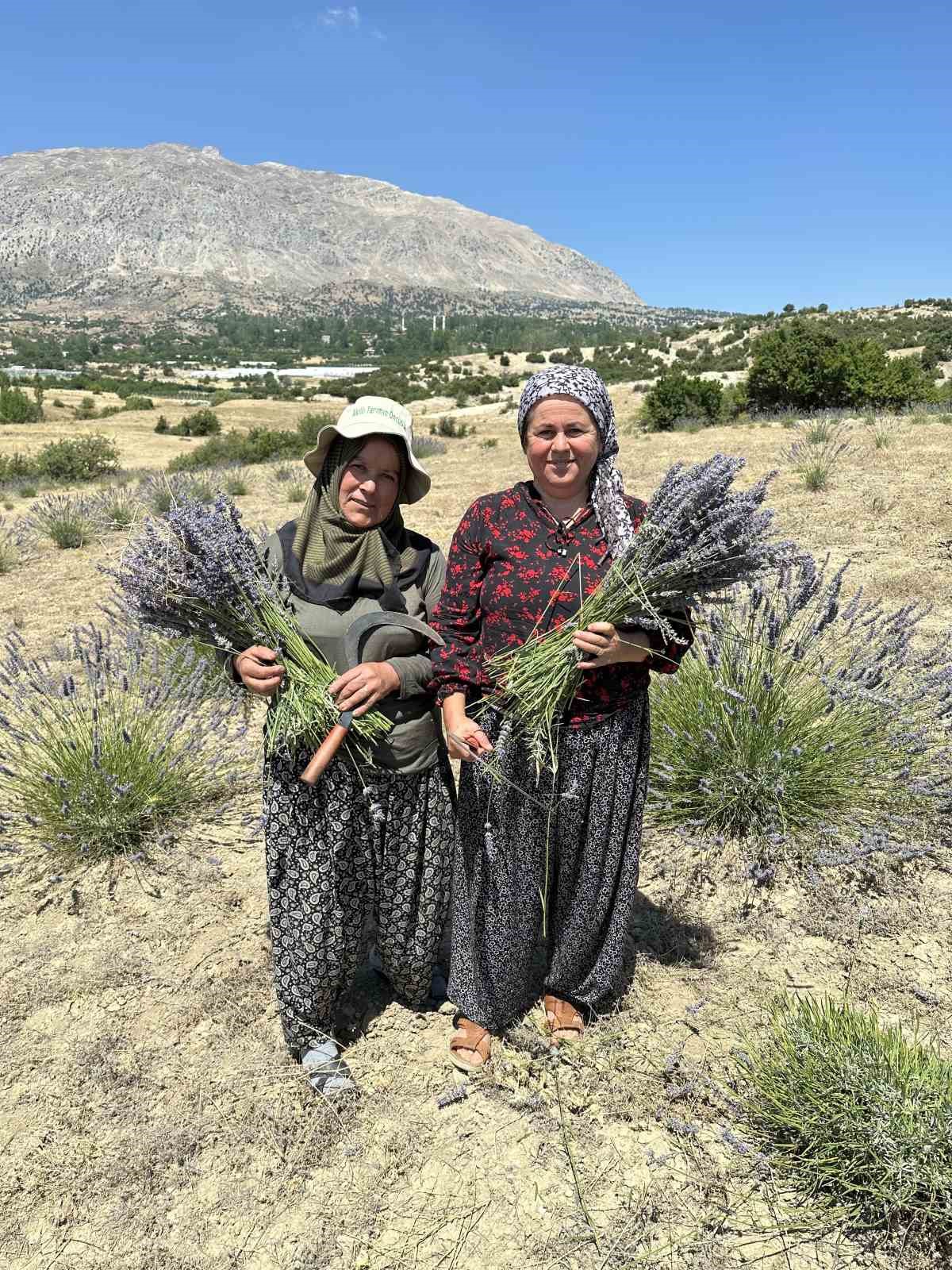 Lavanta hasadı yüzleri güldürdü