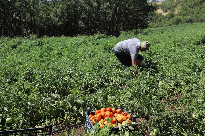 Bingöl’de 600 dekar atıl tarım arazisi üretime kazandırıldı