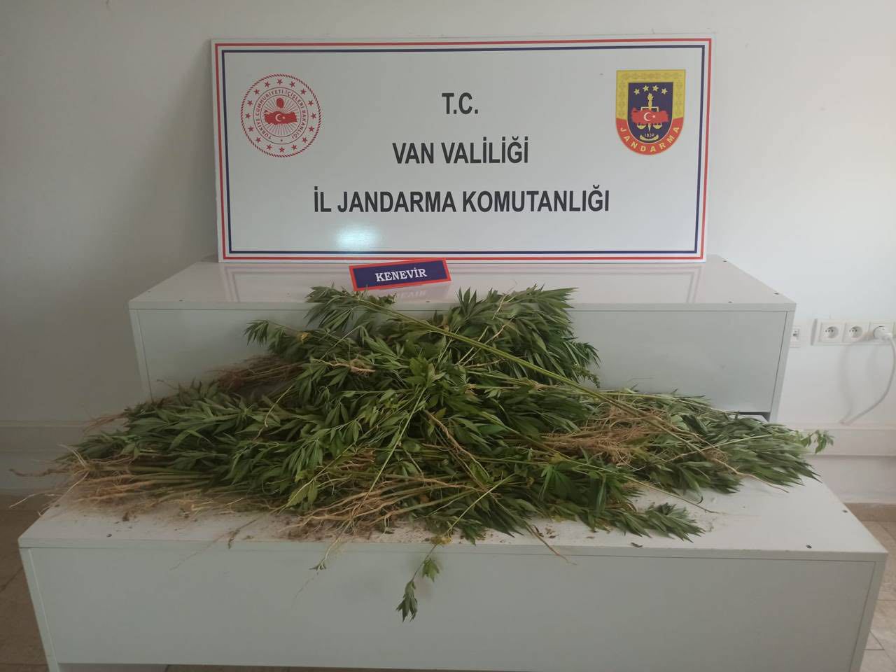 Van’ın Erciş ilçesinde 237 kök Hint keneviri ele geçirildi