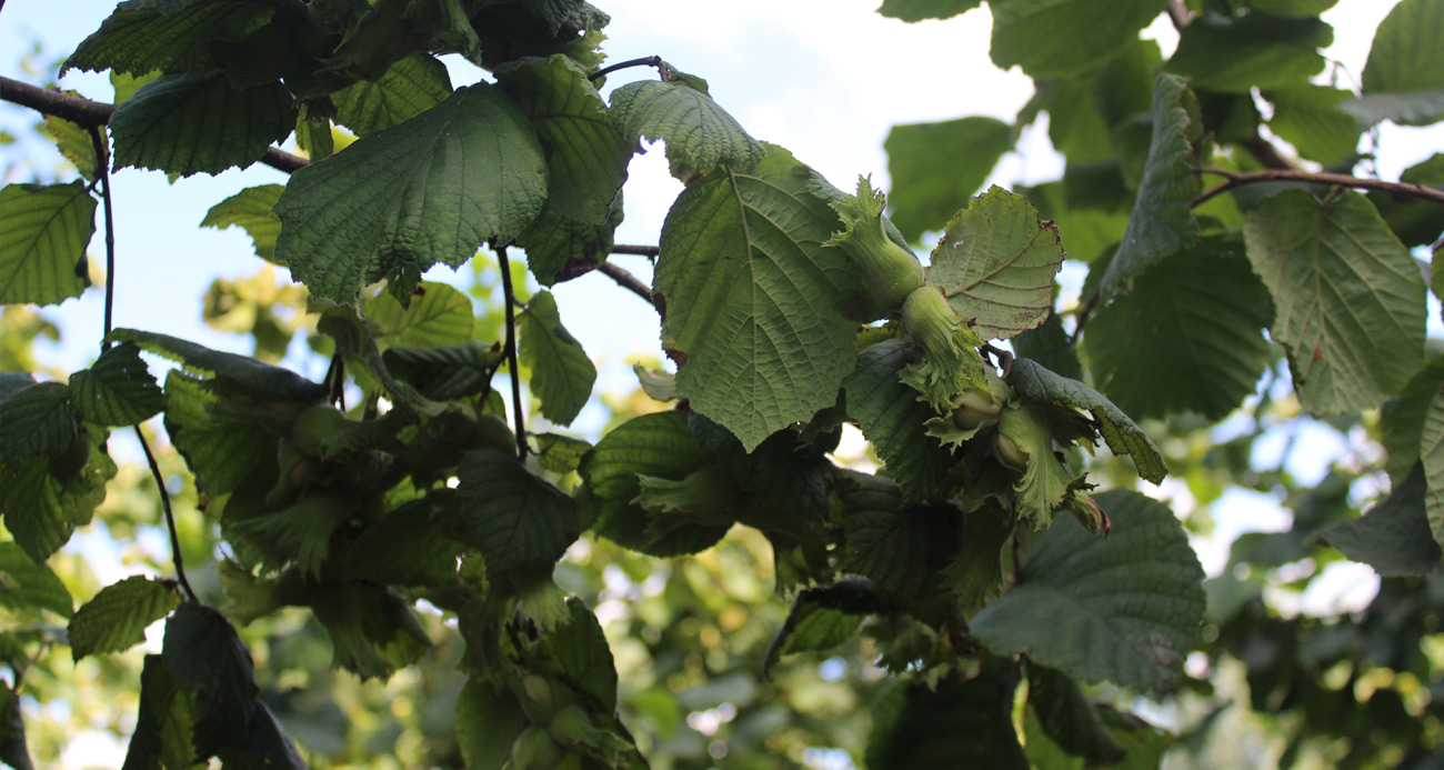 Fındıkta rehabilitasyon çalışmaları