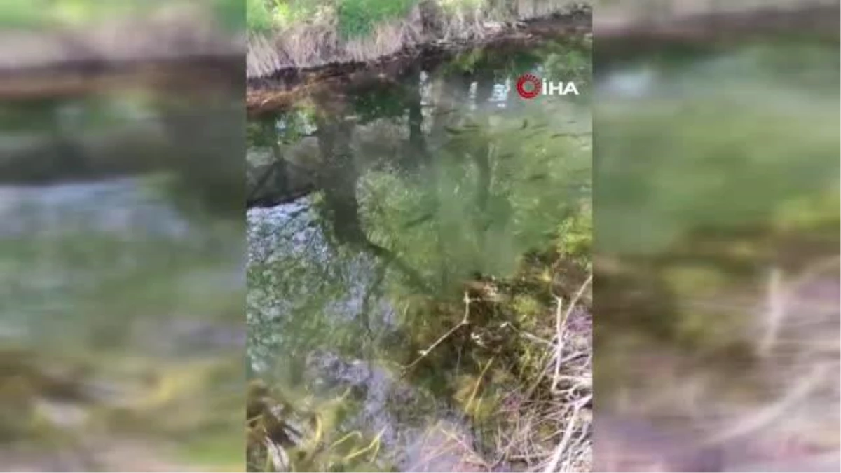 Gürpınar’daki tesiste binlerce balık telef oldu