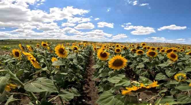 Ayçiçeğinde sevindiren gelişme: Bu sene ’çayır tırtılı’ görülmedi