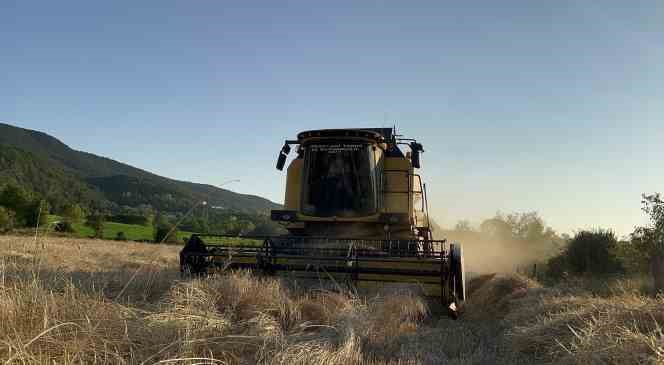 Buğdayın atası ‘siyez’de hasat dönemi başladı