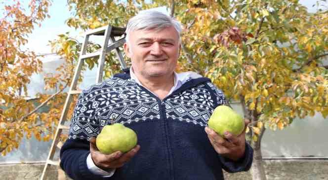 Emekli astsubay doğduğu köyde yılda 50 ton armut üretiyor