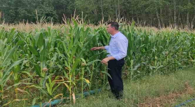 Kırklareli’de ‘batı mısır kök kurdu’na karşı mücadele