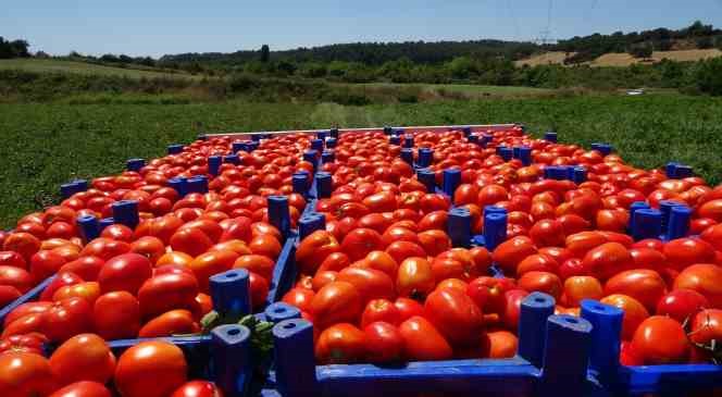 Meşhur Çanakkale domatesi coğrafi işaret tescili aldı