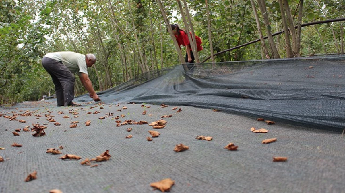 Karadeniz zekası! Üreticiler tarlaya serdikleri filelerle fındığı balık gibi avlıyor