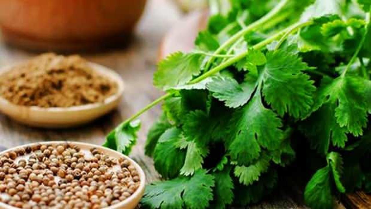 Kişniş otu nerelerde, nasıl kullanılır? Kişniş otunun mucizevi faydaları!