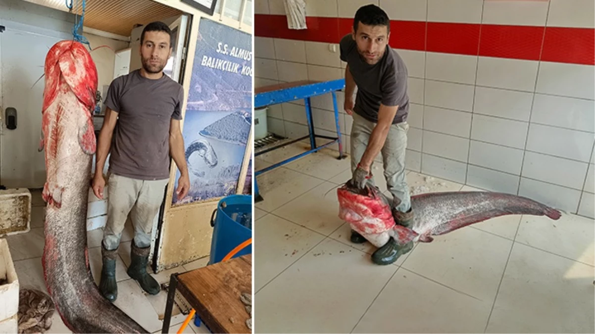 Tokat’ta yakalanan 2 metrelik yayın balığı satışa sunuldu: Kilosu 60 lira!
