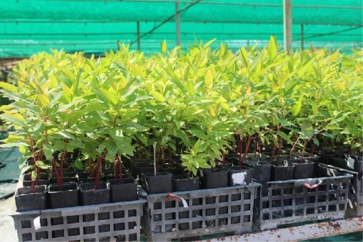 Türkiye’nin geliştirdiği okaliptus, ‘Dünya Ormancılık Literatürü’ne girdi