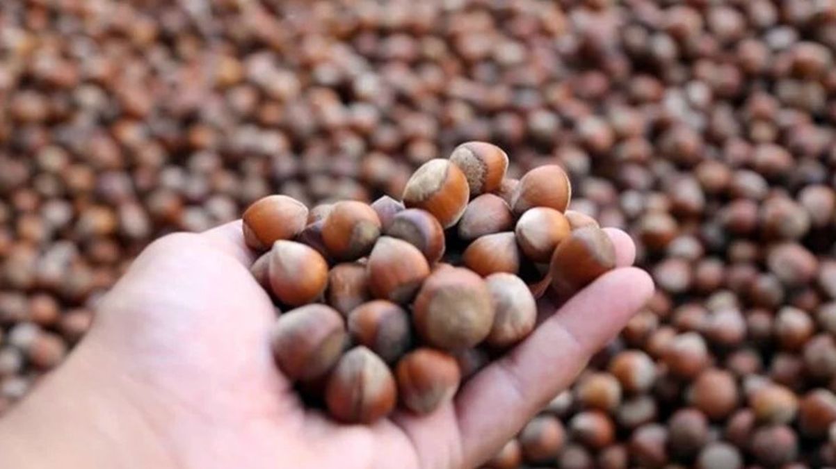 Üreticiler fındık fiyatını yetersiz buldu: Daha iyi bekliyorduk