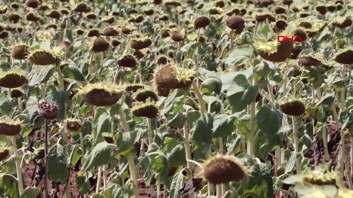 Yerli ve Milli Ayçiçeği Tohumu Kuraklıktan En Az Etkileniyor