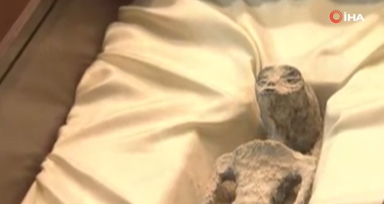 Meksika Kongresi’nde “uzaylı” oturumu: İnsana ait olmadığı iddia edilen fosiller sergilendi