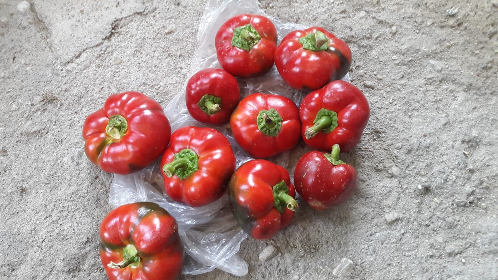 Domates görünümlü biberler ilgi odağı oldu