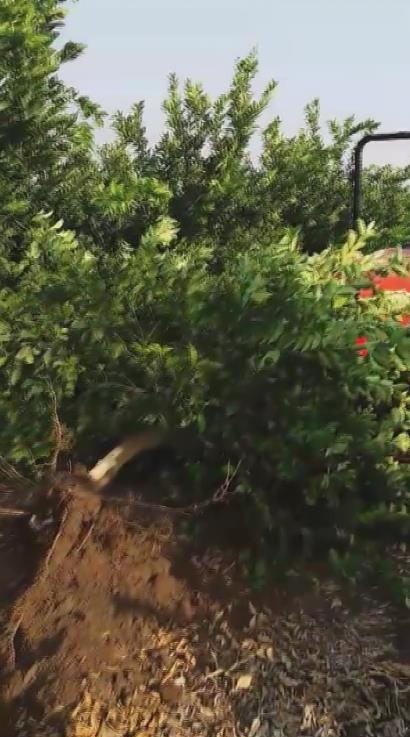 Tüccar “3 TL’den alırım” deyince tepki gösteren çiftçi, limon ağacını söktü