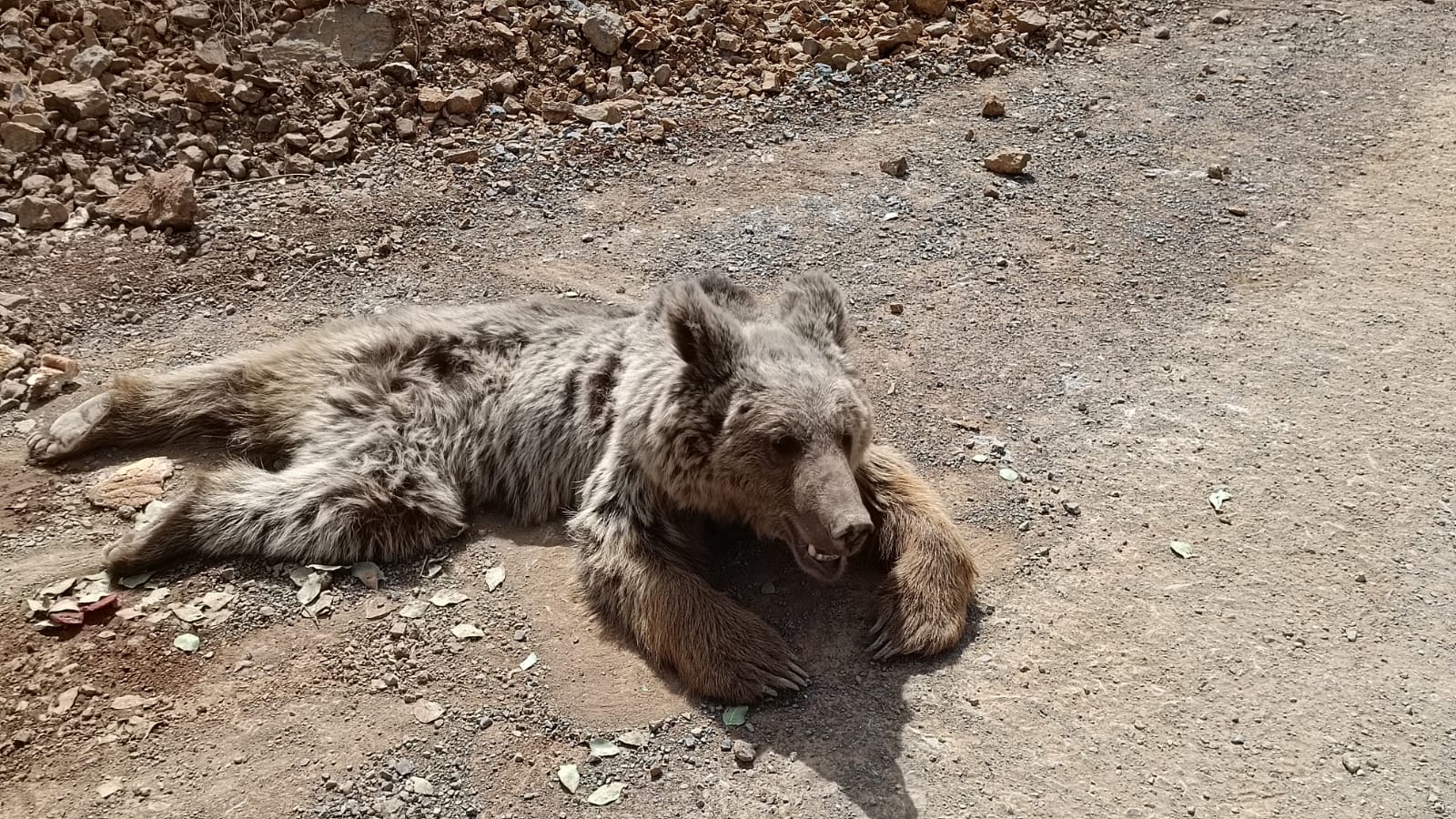 Kaya parçaları ile yaralanan ayı tedavi altına alındı