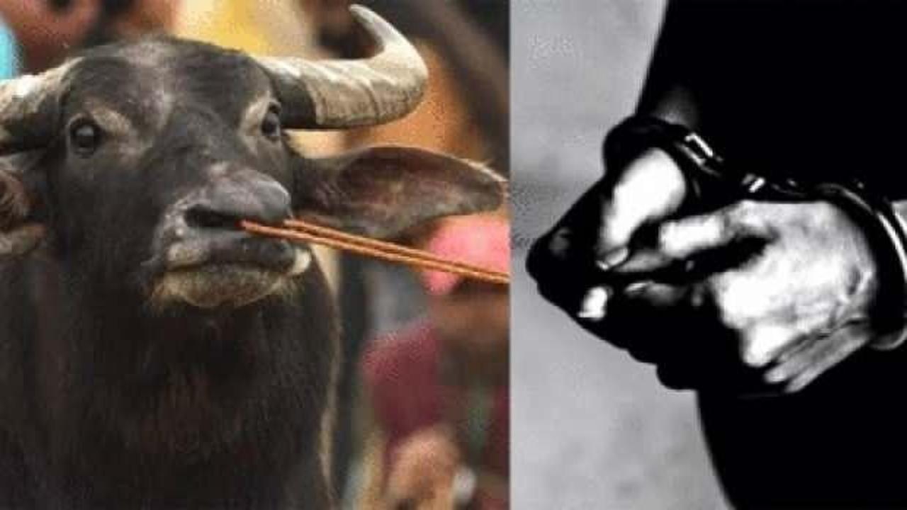 2 manda, 1 buzağı çalan şüpheli 58 yıl sonra yakalandı