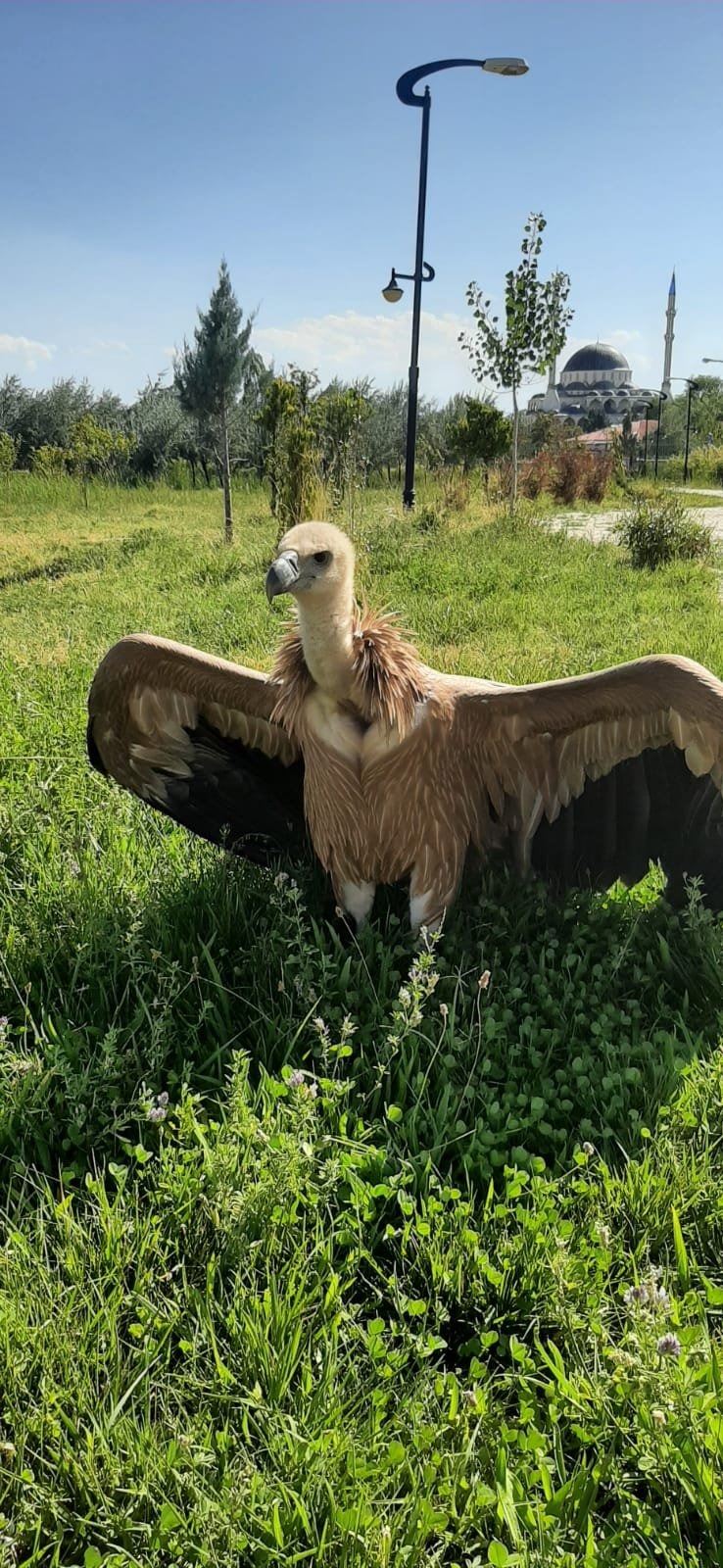 Bahçesaray’da yaralı halde bulunan akbaba tedavi altına alındı
