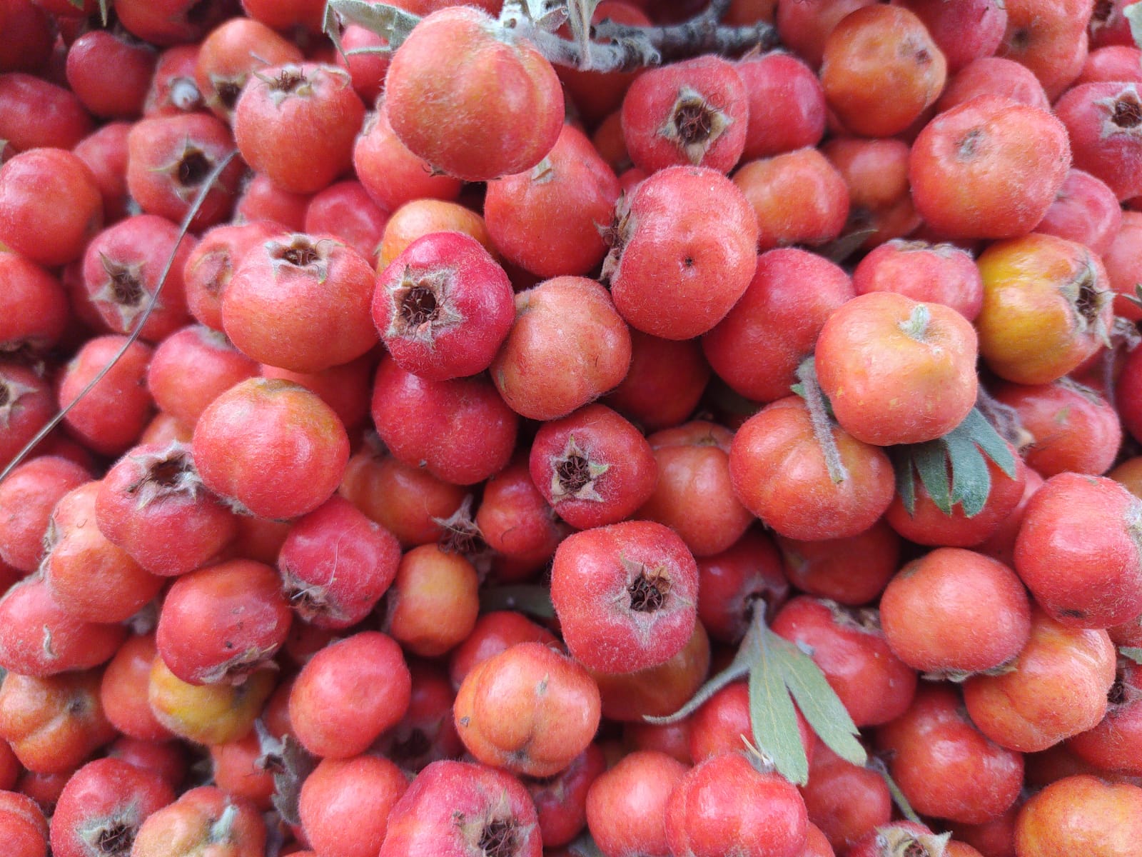 Kalp dostu alıç tezgâhlardaki yerini aldı