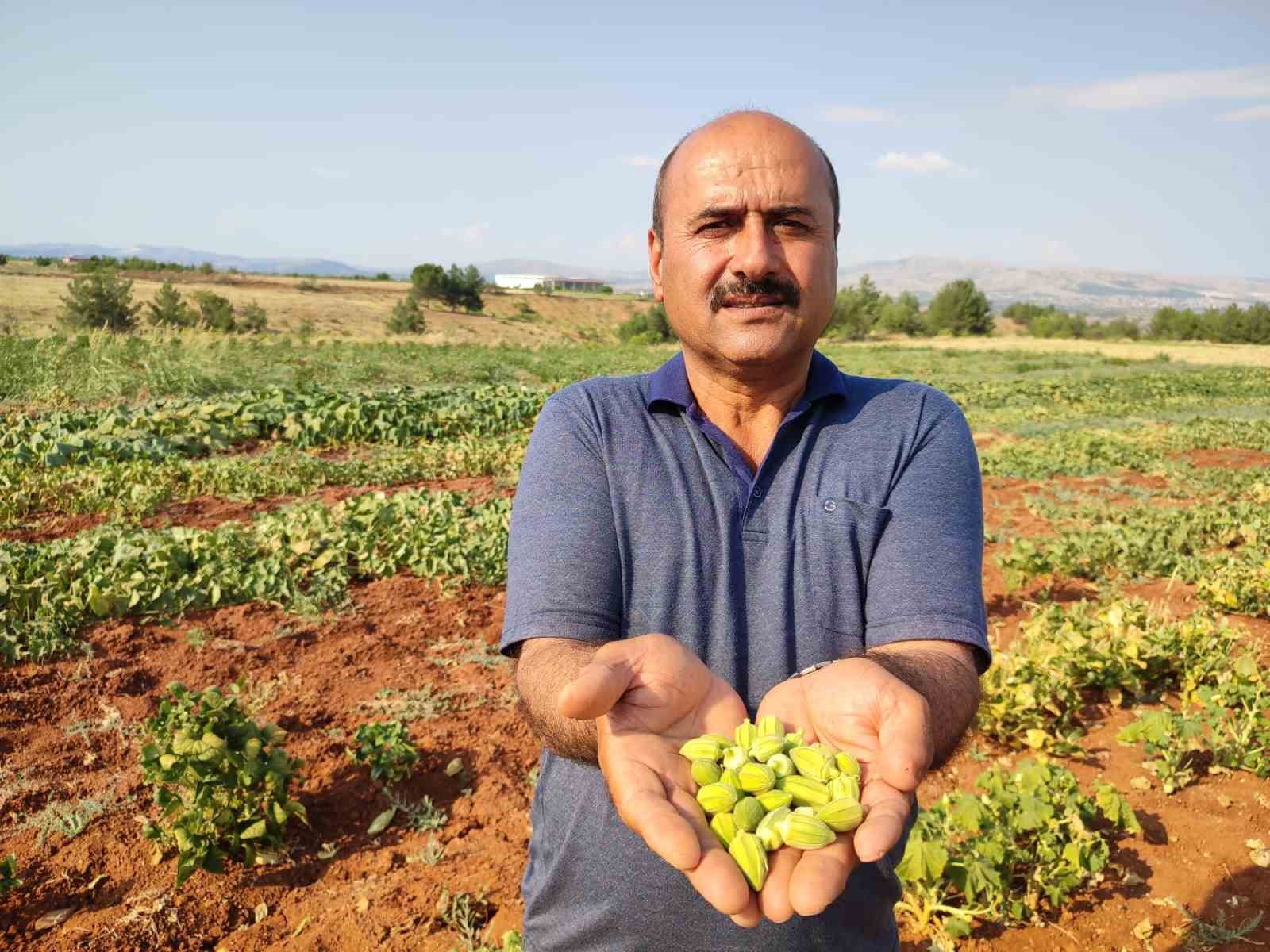 Çal bamyasının tescillenmesi için çalışma başlatıldı