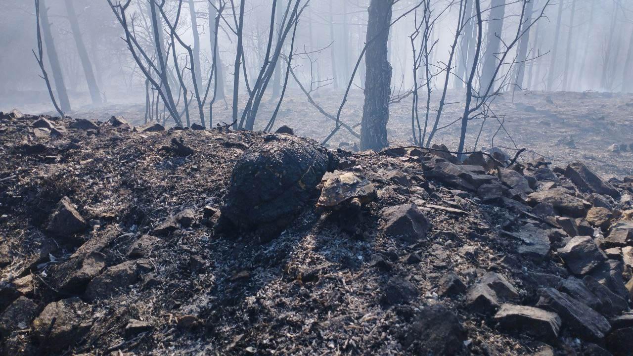 Kocaeli'de ormanlık alanda yangın: Havadan ve karadan müdahale edildi