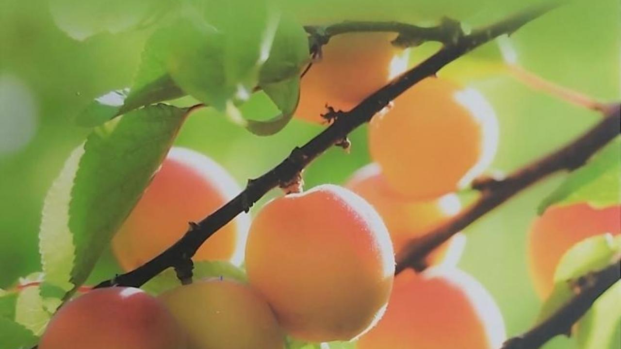 Kayısının kitabı da dünya birincisi oldu