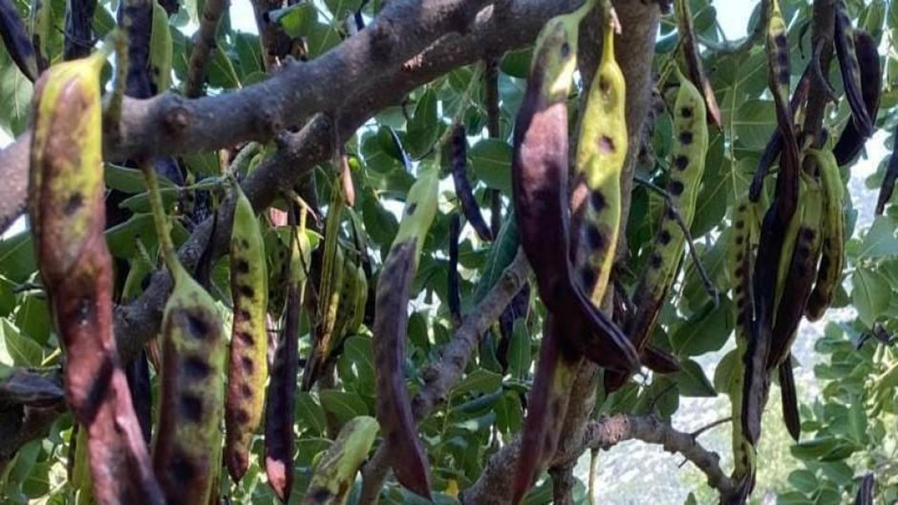 Keçiboynuzu ağaçta kaldı! Fiyat dibe vurdu