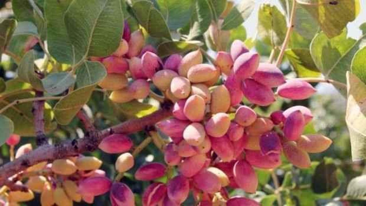 Antep fıstığı depolarda değer kazanıyor