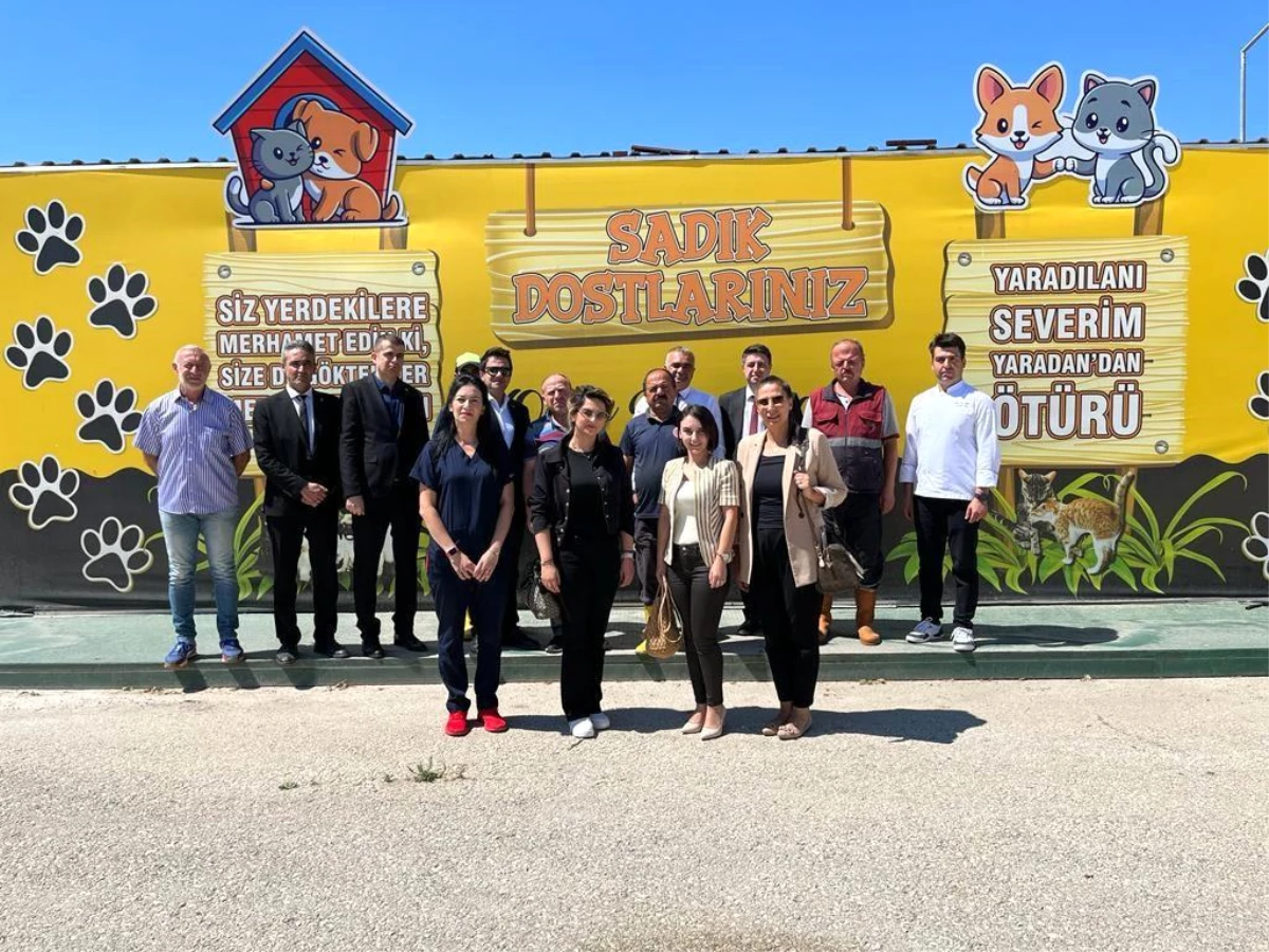 Kastamonu Belediyesi ve bir otel işbirliğiyle sokak hayvanlarına mama desteği