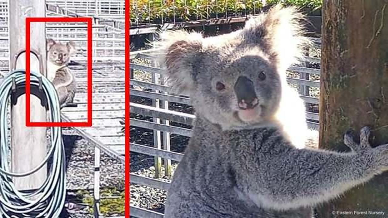 Avustralya’nın aradığı hırsız, koala çıktı