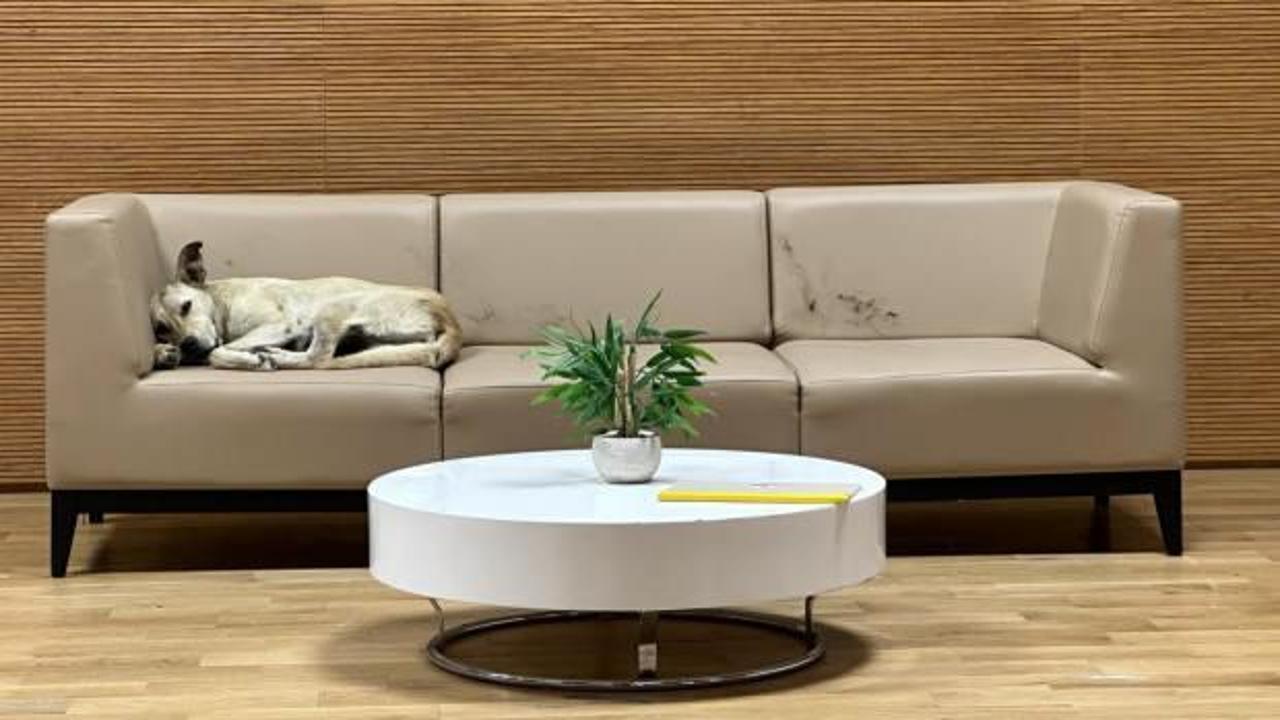 Başıboş köpekler her yerde!